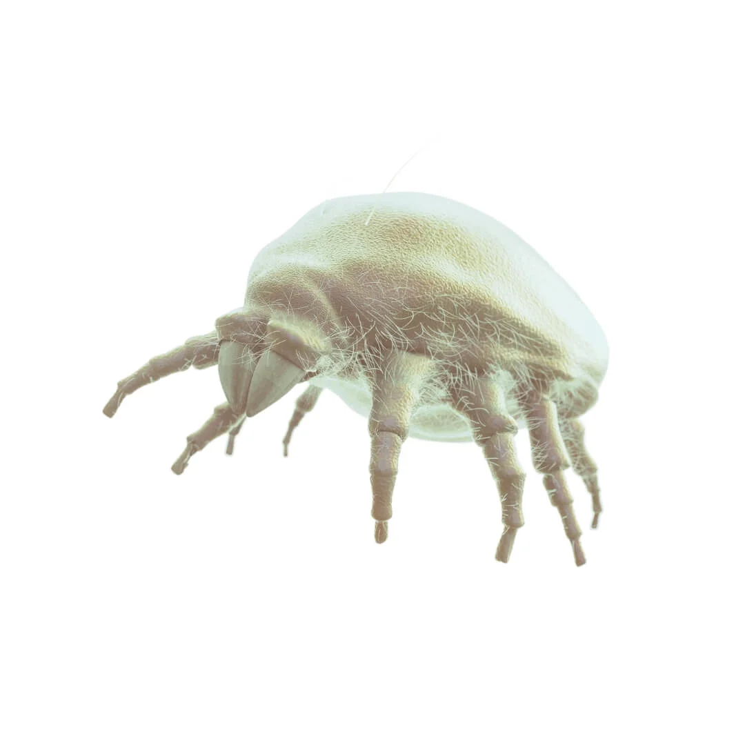 Toz Akarı İlaçlama